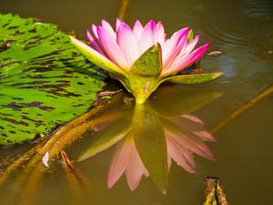 桃園縣觀音鄉-蓮花季