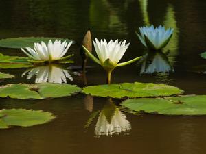 桃園縣觀音鄉-蓮花季