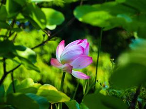 桃園縣觀音鄉-蓮花季