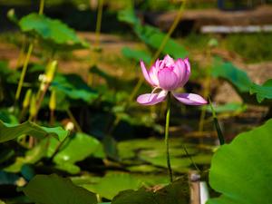 桃園縣觀音鄉-蓮花季