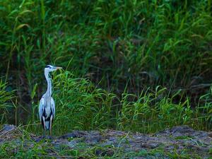 臺北市北投區-關渡自然公園