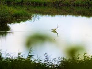 臺北市北投區-關渡自然公園
