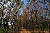 苗栗縣頭份鎮－頭份後花園楓香林