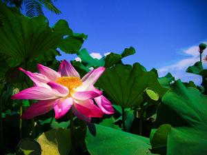 桃園縣觀音鄉-蓮花季