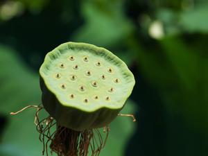桃園縣觀音鄉-蓮花季