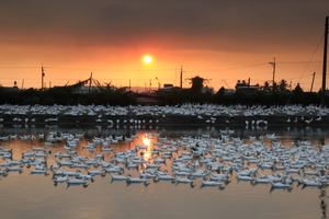 屏東縣新園鄉-港西村養鴨風情