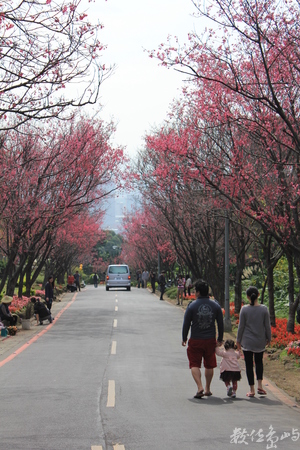 台北市北投區─櫻花隧道─死生契闊，與子成說。執子之手，與子偕老