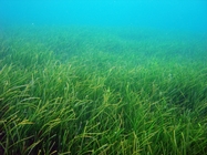 東沙水韭菜海草床