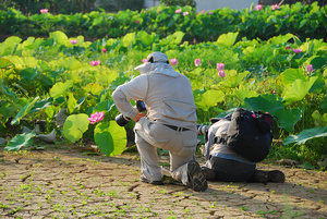 桃園縣觀音鄉--為「荷」低就