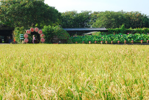 桃園縣觀音鄉--稻香荷香觀音鄉