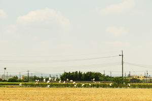 彰化縣福興鄉－嬉戲