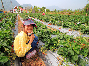 苗栗縣大湖鄉－草莓園