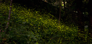 嘉義縣梅山鄉-若蘭山莊