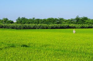 雲林縣虎尾鎮－虎尾鎮The farmer