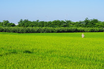 雲林縣虎尾鎮－虎尾鎮The farmer