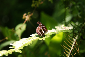 花蓮縣瑞穗鄉－蝶戀青