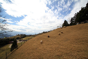 南投縣仁愛鄉－青青草原