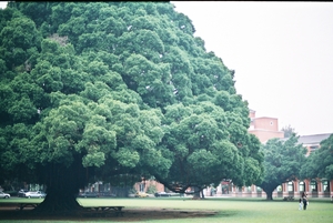成大 榕園