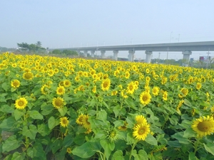 台南市新市區-向日葵花海