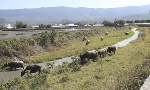 台東 關山鎮 水牛群像