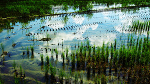 高雄市鳥松區－澄清湖棒球場旁