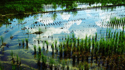 高雄市鳥松區－澄清湖棒球場旁