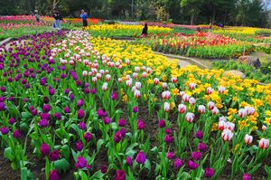 桃園縣復興鄉-桃源仙谷