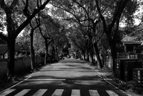 台中市霧峰區-新村林蔭