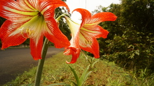 新竹縣關西鎮－春雨後