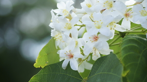 新竹縣關西鎮－清晨芬芳