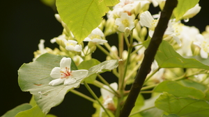 新竹縣關西鎮－桐花香