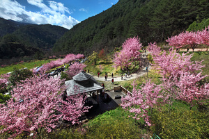 台中市和平區-武陵農場之美