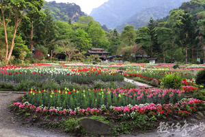 桃園縣復興鄉－彩虹花田