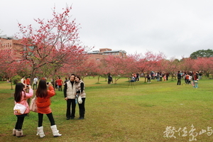 南投縣埔里鎮－暨南大學櫻花林