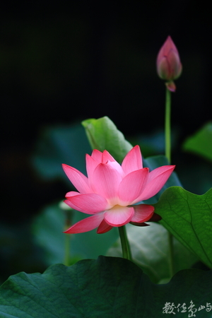 桃園縣觀音鄉－蓮花季