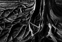 台中市北區-根的力量