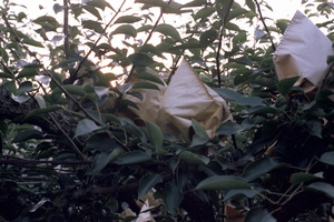 台中市東勢區-梨