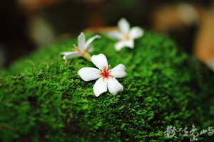 桃園縣龍潭鄉－小粗坑古道