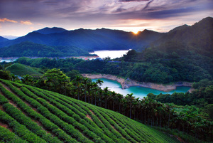 新北市石碇區-茶園風光