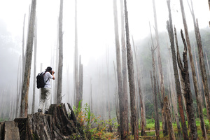 南投縣鹿谷鄉-迷霧˙忘憂森林