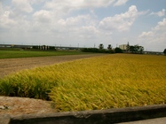 雲林縣元長鄉-稻香