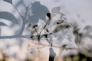 台中市東勢區－梨花