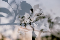 台中市東勢區－梨花