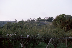 台中市東勢區－梨園