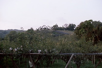 台中市東勢區－梨園