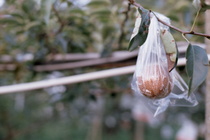 台中市東勢區－梨