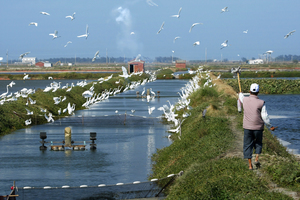 臺南市七股區－漁塭鷺絲情