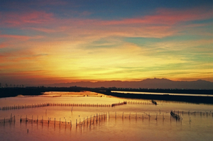 台南市七股區-蚵田晨景