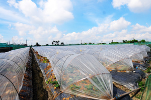 雲林縣崙背鄉─瓜田人生