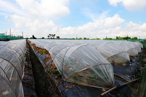 雲林縣崙背鄉─瓜田人生